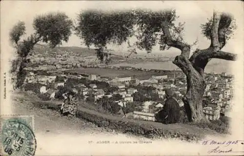 Ak Algier Alger Algerien, Stadtansicht, Olivenbäume, hügelige Landschaft, 