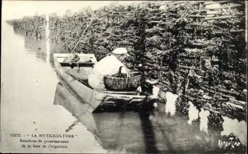 Ak L'Aiguillon sur Mer Vendee, La Mytiliculture, Bouchots de grossissement de la Bale de l'Aiguillon