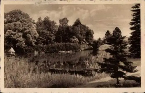 Ak Berlin Dahlem Zehlendorf,Teich m. Röhricht,Nadelholz