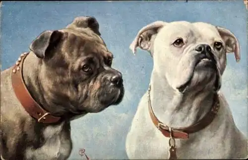 Künstler Ak Englische Bulldoggen, Zwei Hunde mit Halsbändern