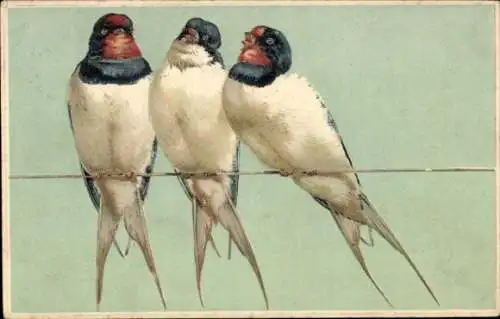 Präge Ak Drei Schwalben, Vögel