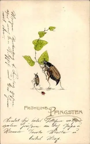 Ak Glückwunsch Pfingsten, Maikäfer