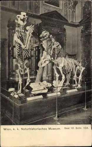Ak Wien 1 Innere Stadt, Skelette im Naturn Museum, Saal 10, k.k. Kultur,  Ausstellung