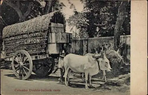 Ak Colombo Ceylon Sri Lanka, LIPTON, Colombo Double-bullock carts, Landwirtschaft, Ochsenwagen