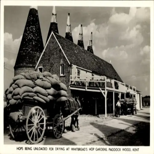 PC Paddock Wood Kent England, Hops being unloaded for drying