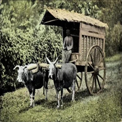 Ak Een Transportwagen met Karbouwen, Glinding genaamd, Ochsenkarren