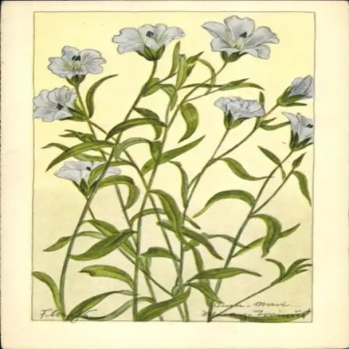 Künstler Ak Schwarz-Torinus, Anne-Marie, Blumen