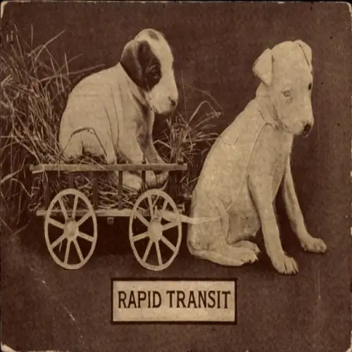 Ak Hundewelpen, Schneller Transit, zieht Wagen