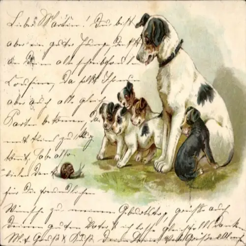 Litho Terrier, Vier kleine Welpen bellen eine Schnecke an