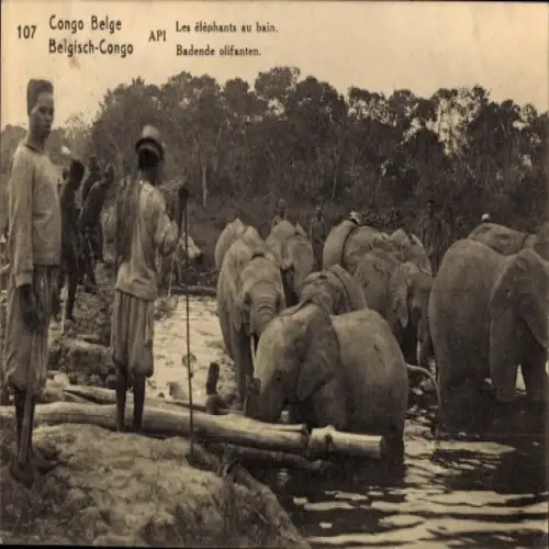 Ganzsachen Ak Belgisch Kongo Demokratische Republik Kongo Zaire, Les elephants au bain