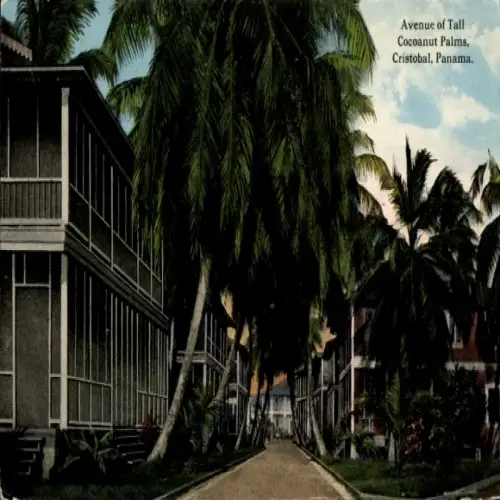 Ak Cristóbal Panama, Avenue of Tall Cocoanut Palms,  Palmenallee, Kolonialarchitektur