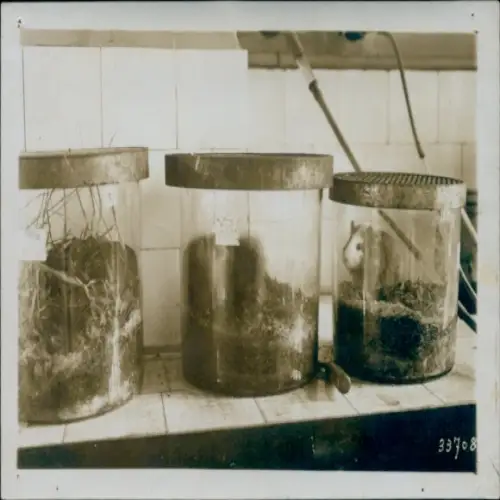 Foto Paris, Institut Pasteur, 25. Jahrestag, Meerschweinchen im Glas
