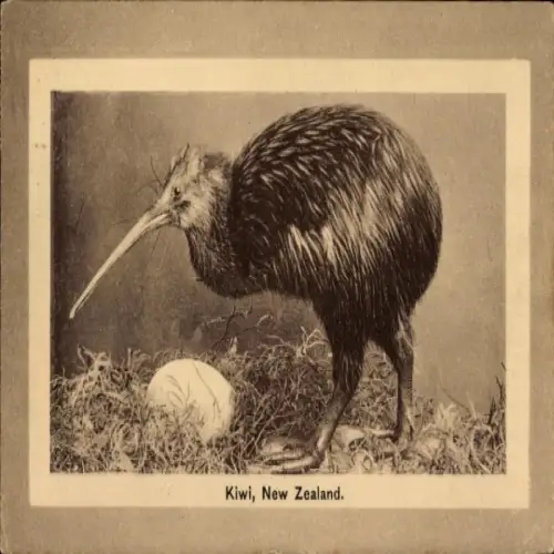 PC New Zealand, Kiwi