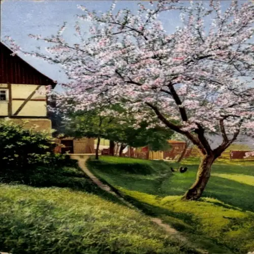 Ak Nenke & Ostermaier Serie 250 Nr. 3975, Baumblüte, Apfelblüte, Kipsdorf