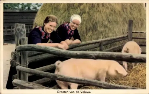 Ak Hoge Veluwe Gelderland Niederlande, Bäuerinnen in Tracht, Schweine