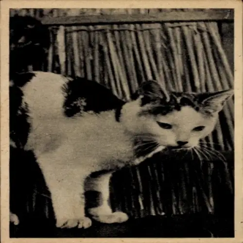 Ak Katzenportrait, gefleckt