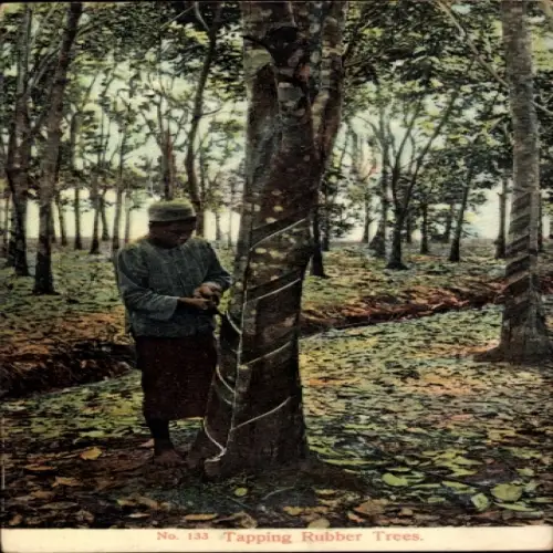 PC Tapping Rubbler Trees