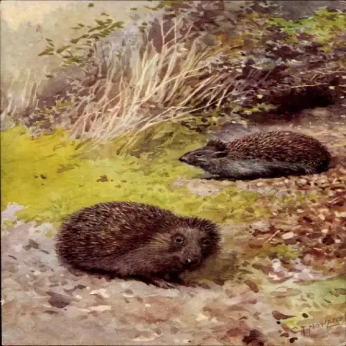 Künstler Ak Howard, C. T., Igel, Gemaltes Tierporträt
