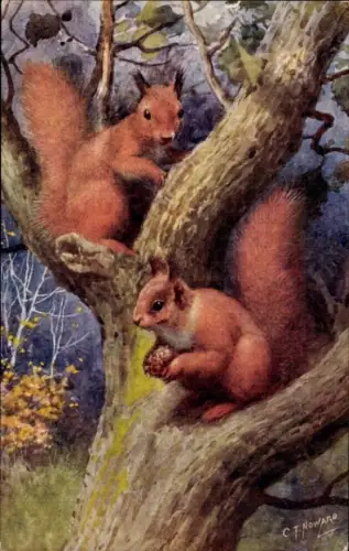 Künstler Ak Howard, C. T., Zwei Eichhörnchen am Baum