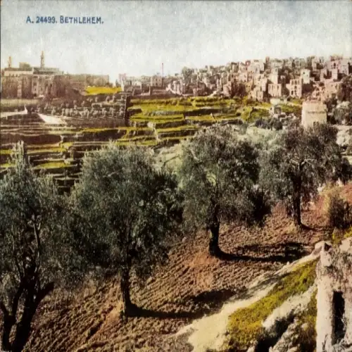 Ak Bethlehem Palästina, Blick auf  grüne Terrassenlandschaft, Olivenbäume, keine Personen