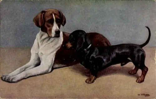 Ak Zwei Hunde, Dackel