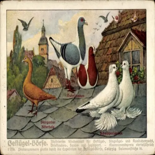 Ak Geflügel-Börse, Schnippentauben, Stargarder Zitterhals