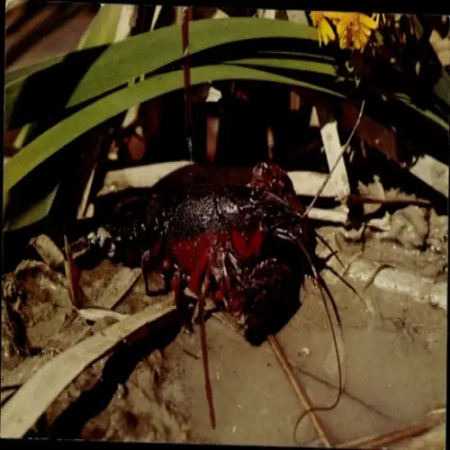 PC Crawfish, This succulent cousin of the lobster, abounds in the fresh waters of Louisiana