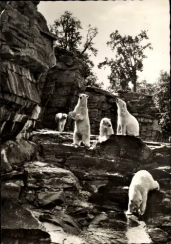 Ak Berlin Lichtenberg Friedrichsfelde, Tierpark Berlin, Eisbären