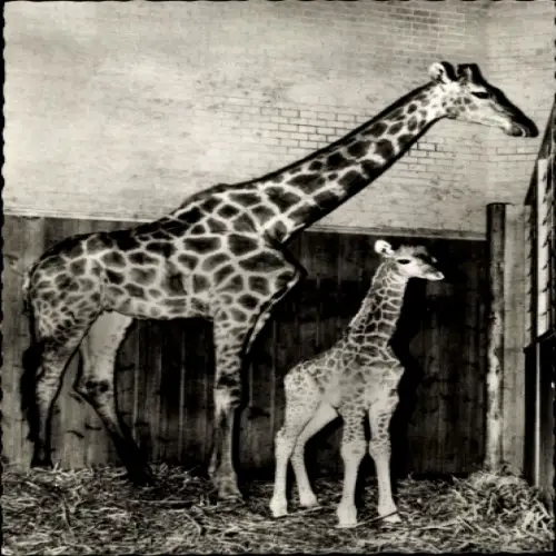 Ak Zoologischer Garten Berlin, Angola Giraffe mit Jungem