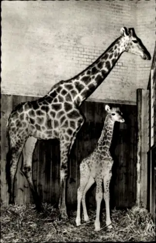 Ak Zoologischer Garten Berlin, Angola Giraffe mit Jungem