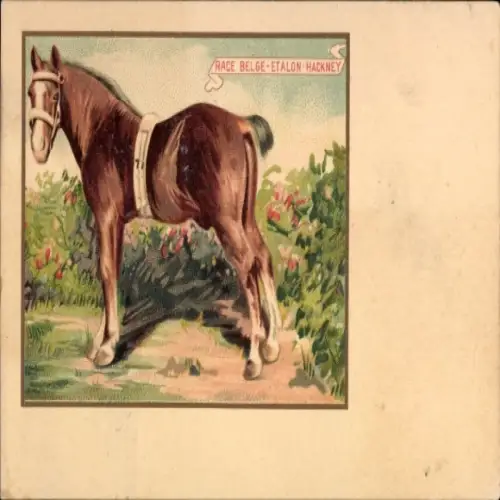 Ak Pferd, Race Belge-Etalon-Hackney