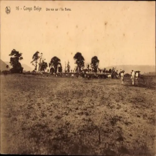 Ak Congo Belge DR Kongo Zaire, Schwarz-Weiß-Foto, Landschaft, Kühe, Bäume,  Insel Bamu