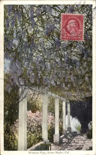 PC California USA, Wistaria Vine, Sierra Madre