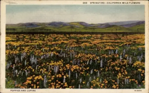 PC California USA, Springtime, Poppies and Lupine