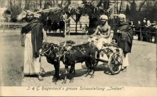 Ak J. & G. Hagenbecks Große Schaustellung Indien, Inder mit Rinderfuhrwerk