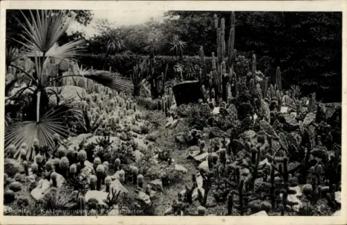 Ak Legnica Liegnitz Schlesien, Kakteengruppe im Palmengarten