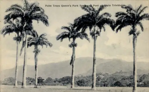 Ak Port of Spain Trinidad & Tobago, Palmen, Queen's Park, Landschaft, Port of Spain, Trinidad