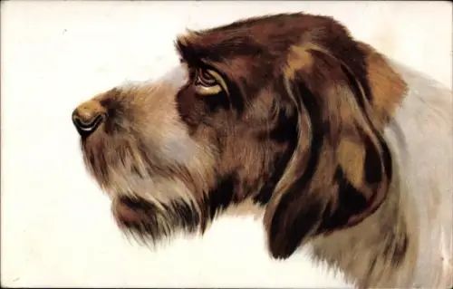 Ak Gemaltes Hund-Porträt, Spinone