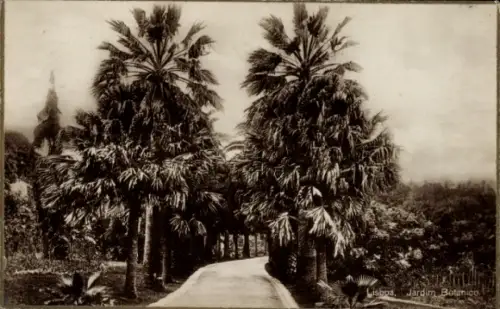 Ak Lisboa Lissabon Portugal, Botanischer Garten, Palmen, Weg