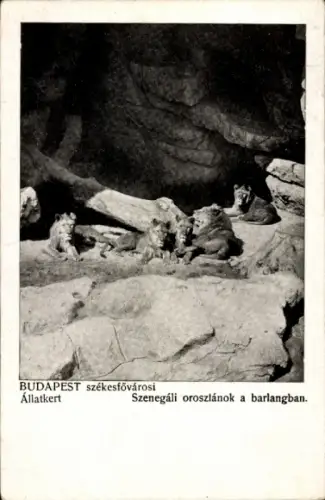 Ak Budapest Ungarn, Gruppen von senegalesischen Löwen in einer Höhle, Budapest Zoo