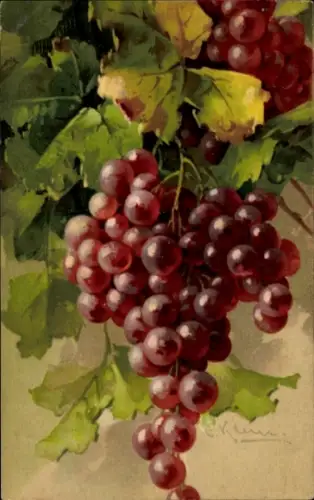 Künstler Litho Klein, Catharina, Weintrauben