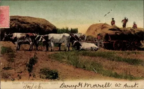 PC South Australia's Golden Grain