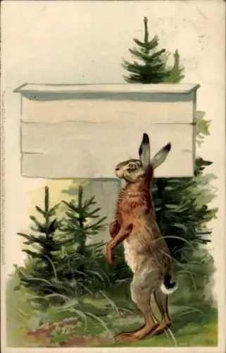 Litho Hase, Tannenbäume, Wald