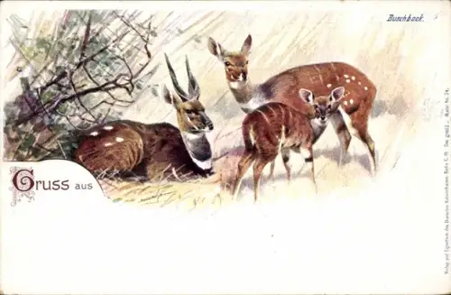 Litho Buschbock, Tierportrait