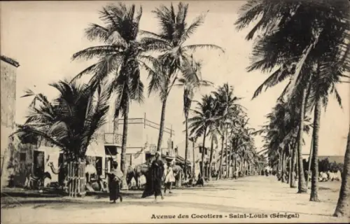 CPA Saint Louis Sénégal, Avenue des Cocotiers