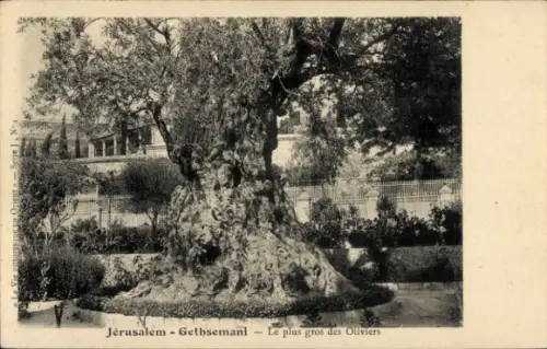 Ak Jerusalem Israel, Jérusalem - Gethsemani, ältester Olivenbaum, Garten,  Szenerie