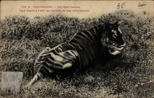 CPA Cochinchine Vietnam, Tigre surpris à l'affût aux environs du Cap Saint-Jacques