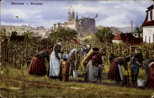 Ak Meißen in Sachsen, Winzer bei der Weinlese, Blick zur Albrechtsburg