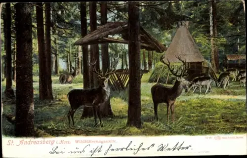 Ak St. Andreasberg Braunlage im Harz, Oderteich, Rehe, Wald, Fütterungsstelle, Natur, 