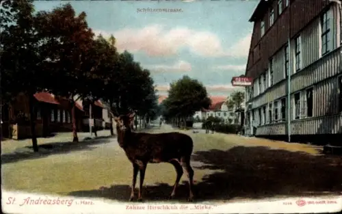Ak St. Andreasberg Braunlage im Harz, Schützenstraße, zahme Hirschkuh Mieke